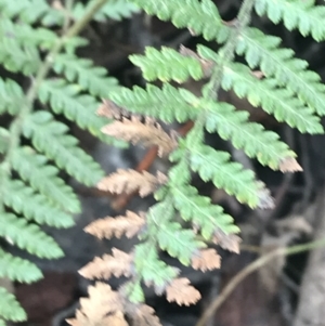 Dicksonia antarctica at Tennent, ACT - suppressed