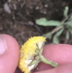 Craspedia variabilis (Common Billy Buttons) at Tennent, ACT - 3 Oct 2021 by Tapirlord