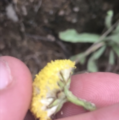 Craspedia variabilis (Common Billy Buttons) at Tennent, ACT - 3 Oct 2021 by Tapirlord