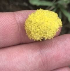 Craspedia variabilis at Tennent, ACT - 3 Oct 2021