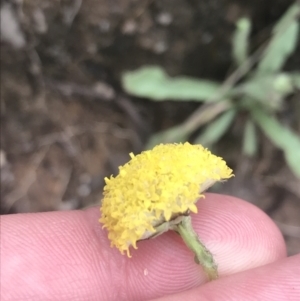 Craspedia variabilis at Tennent, ACT - suppressed