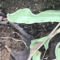 Craspedia variabilis at Tennent, ACT - suppressed