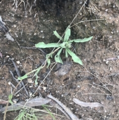 Craspedia variabilis at Tennent, ACT - suppressed