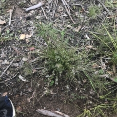 Leucopogon fraseri (Sharp Beard-heath) at Tennent, ACT - 3 Oct 2021 by Tapirlord