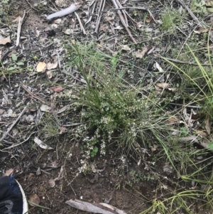 Styphelia nesophila at Tennent, ACT - 3 Oct 2021