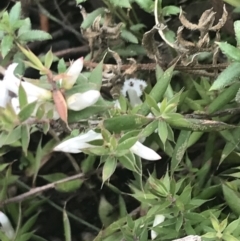 Styphelia nesophila at Tennent, ACT - 3 Oct 2021