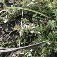 Styphelia nesophila at Tennent, ACT - 3 Oct 2021