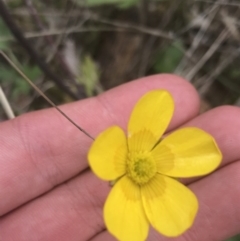 Ranunculus lappaceus (Australian Buttercup) at Tennent, ACT - 3 Oct 2021 by Tapirlord