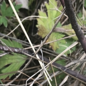 Ranunculus lappaceus at Tennent, ACT - 3 Oct 2021