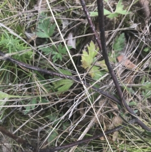 Ranunculus lappaceus at Tennent, ACT - 3 Oct 2021