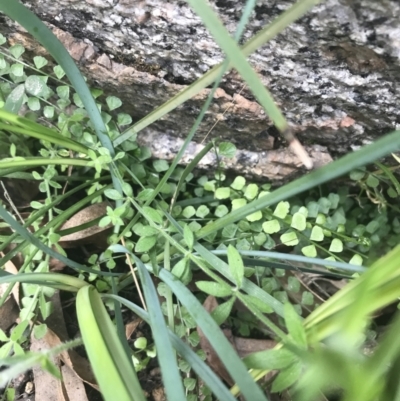 Asplenium flabellifolium (Necklace Fern) at Namadgi National Park - 3 Oct 2021 by Tapirlord