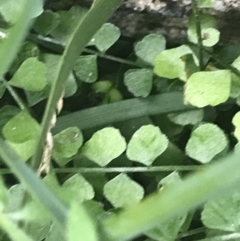 Asplenium flabellifolium at Tennent, ACT - 3 Oct 2021