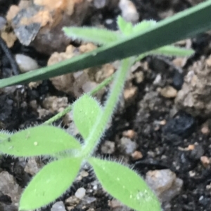 Galium polyanthum at Tennent, ACT - 3 Oct 2021 03:55 PM