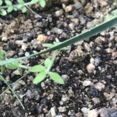 Galium polyanthum at Tennent, ACT - 3 Oct 2021 03:55 PM