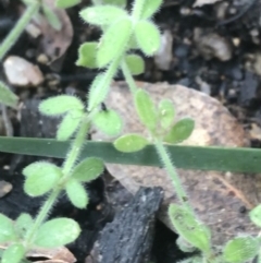 Galium polyanthum at Tennent, ACT - 3 Oct 2021 03:55 PM