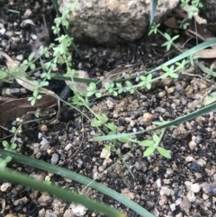 Galium polyanthum at Tennent, ACT - 3 Oct 2021 03:55 PM