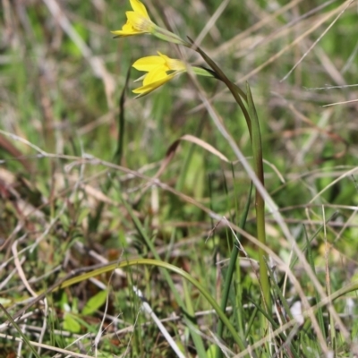 Diuris subalpina (Small Snake Orchid) at Rendezvous Creek, ACT - 6 Oct 2021 by Tammy