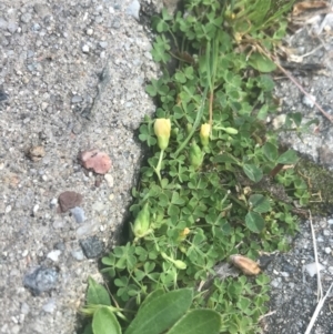 Oxalis thompsoniae at Garran, ACT - 3 Oct 2021