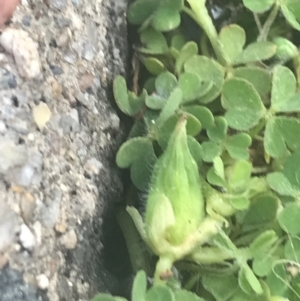 Oxalis thompsoniae at Garran, ACT - suppressed