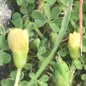 Oxalis thompsoniae at Garran, ACT - 3 Oct 2021