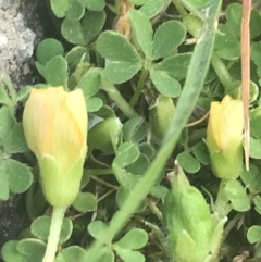 Oxalis exilis at suppressed - 3 Oct 2021