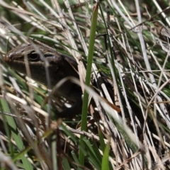 Liopholis whitii (White's Skink) at Rendezvous Creek, ACT - 6 Oct 2021 by Tammy