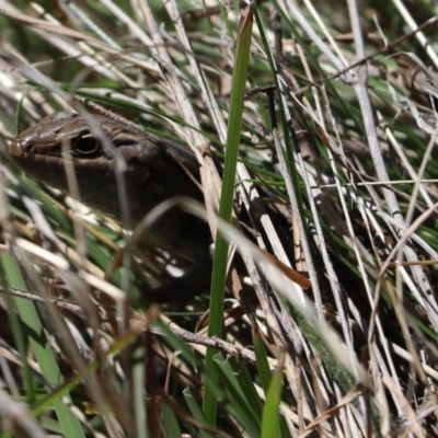 Unidentified Skink at Rendezvous Creek, ACT - 6 Oct 2021 by Tammy