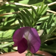 Vicia sativa (Common Vetch) at Curtin, ACT - 4 Oct 2021 by Tapirlord