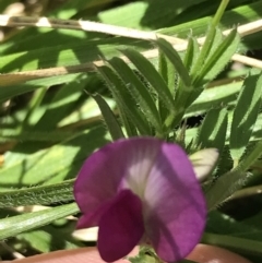 Vicia sativa at Curtin, ACT - 4 Oct 2021 01:19 PM