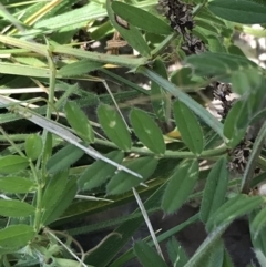 Vicia sativa at Curtin, ACT - 4 Oct 2021 01:19 PM