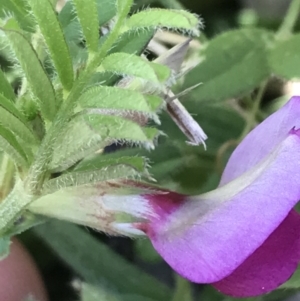 Vicia sativa at Curtin, ACT - 4 Oct 2021 01:19 PM