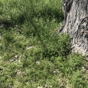 Vicia sativa at Curtin, ACT - 4 Oct 2021 01:19 PM