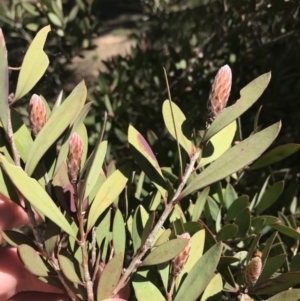 Callistemon sp. at Curtin, ACT - 4 Oct 2021