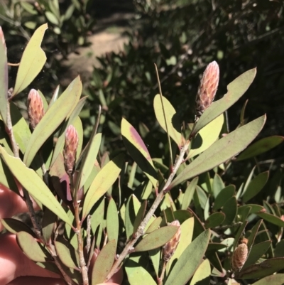 Callistemon sp. (A Bottlebrush) at Curtin, ACT - 4 Oct 2021 by Tapirlord