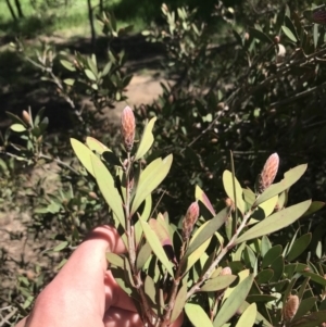 Callistemon sp. at Curtin, ACT - 4 Oct 2021