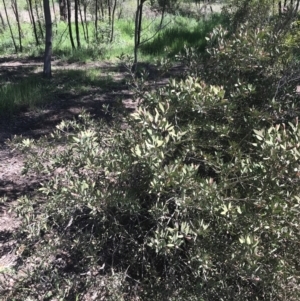 Callistemon sp. at Curtin, ACT - 4 Oct 2021