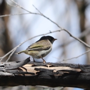 Melithreptus brevirostris at Rendezvous Creek, ACT - 6 Oct 2021