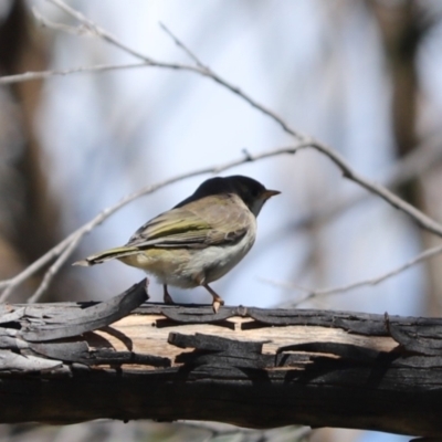 Melithreptus brevirostris (Brown-headed Honeyeater) at Namadgi National Park - 6 Oct 2021 by Tammy