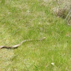 Pseudonaja textilis (Eastern Brown Snake) at Tennent, ACT - 7 Oct 2021 by MatthewFrawley