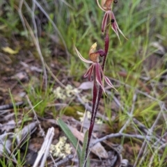 Caladenia actensis (Canberra Spider Orchid) at Mount Majura - 2 Oct 2021 by NickWilson