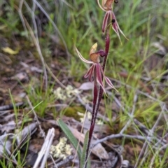 Caladenia actensis (Canberra Spider Orchid) by NickWilson