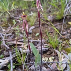 Caladenia actensis at suppressed - suppressed