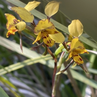 Diuris nigromontana (Black Mountain Leopard Orchid) at Bruce Ridge to Gossan Hill - 6 Oct 2021 by JVR