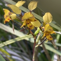 Diuris nigromontana (Black Mountain Leopard Orchid) at Bruce, ACT - 6 Oct 2021 by JVR