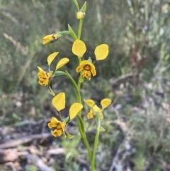 Diuris semilunulata (Late Leopard Orchid) at Bruce, ACT - 7 Oct 2021 by JVR