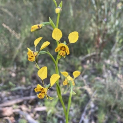 Diuris semilunulata (Late Leopard Orchid) at Bruce, ACT - 7 Oct 2021 by JVR