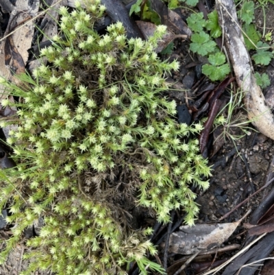 Scleranthus diander (Many-flowered Knawel) at Namadgi National Park - 2 Oct 2021 by WindyHen