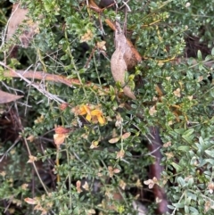 Mirbelia oxylobioides (Mountain Mirbelia) at Namadgi National Park - 2 Oct 2021 by WindyHen