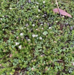 Asperula conferta (Common Woodruff) at Namadgi National Park - 2 Oct 2021 by WindyHen