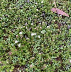 Asperula conferta (Common Woodruff) at Booth, ACT - 2 Oct 2021 by WindyHen